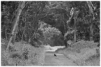 Bird on Mauna Load Road. Hawaii Volcanoes National Park, Hawaii, USA. (black and white)