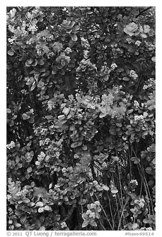 Ohia Lehua flowers. Hawaii Volcanoes National Park, Hawaii, USA.