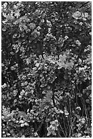 Ohia Lehua flowers. Hawaii Volcanoes National Park ( black and white)