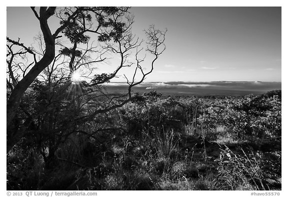 Sunrise from Mauna Loa overlook. Hawaii Volcanoes National Park, Hawaii, USA.