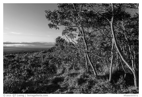 Koa trees at sunrise on Mauna Loa slopes. Hawaii Volcanoes National Park, Hawaii, USA.