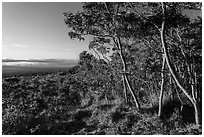 Koa trees at sunrise on Mauna Loa slopes. Hawaii Volcanoes National Park ( black and white)