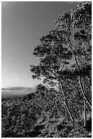 Acacia Koa trees at sunrise. Hawaii Volcanoes National Park, Hawaii, USA. (black and white)