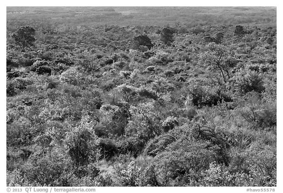 Forest on Mauna Loa slopes. Hawaii Volcanoes National Park, Hawaii, USA.