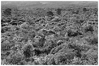 Forest on Mauna Loa slopes. Hawaii Volcanoes National Park, Hawaii, USA. (black and white)