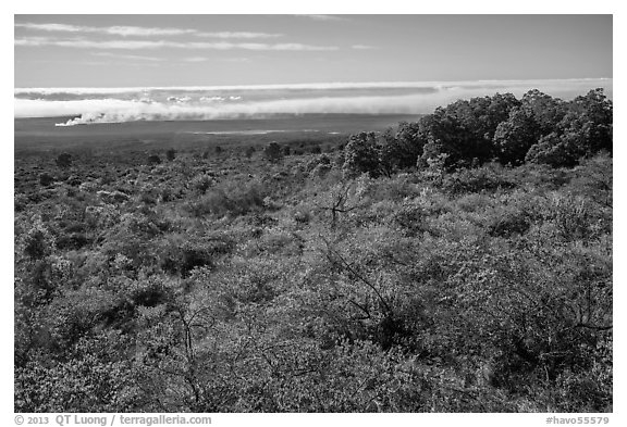 Mauna Loa forested slope and Halemaumau summit. Hawaii Volcanoes National Park, Hawaii, USA.