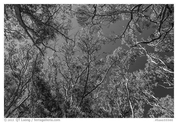 Looking up forest of koa trees. Hawaii Volcanoes National Park (black and white)