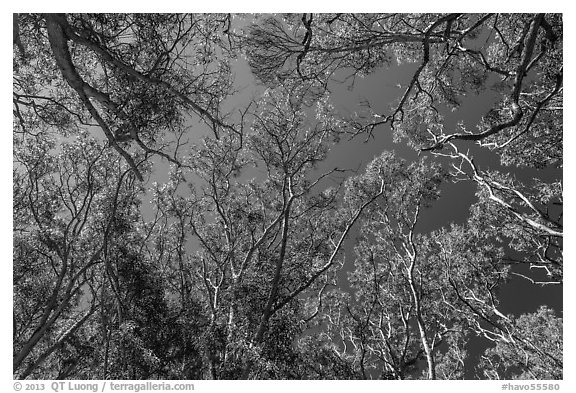 Looking up forest of koa trees. Hawaii Volcanoes National Park, Hawaii, USA.
