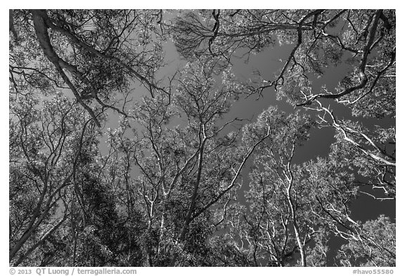 Looking up forest of koa trees. Hawaii Volcanoes National Park, Hawaii, USA.