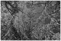Looking up forest of koa trees. Hawaii Volcanoes National Park ( black and white)