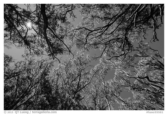 Sun and acacia koa trees. Hawaii Volcanoes National Park, Hawaii, USA.