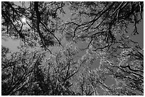 Sun and acacia koa trees. Hawaii Volcanoes National Park, Hawaii, USA. (black and white)