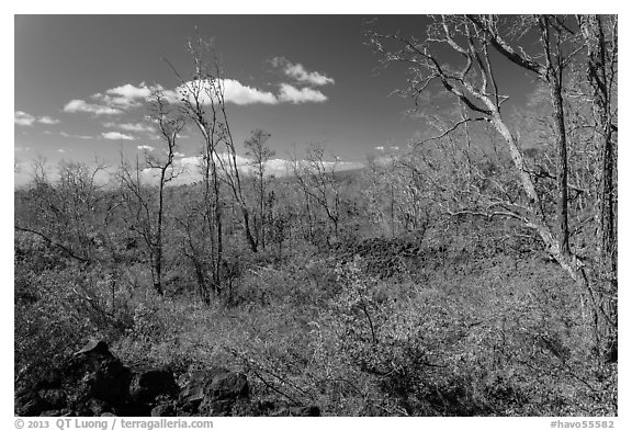 Dead Ohia Lehua trees. Hawaii Volcanoes National Park (black and white)