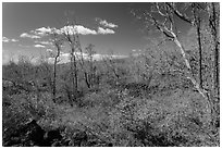 Dead Ohia Lehua trees. Hawaii Volcanoes National Park ( black and white)