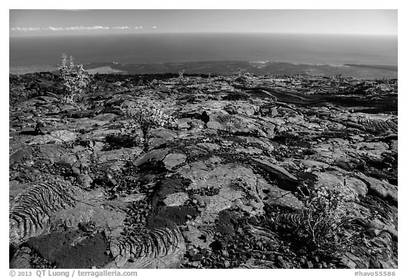 Ohia shrubs on lava flow overlooking Pacific Ocean. Hawaii Volcanoes National Park, Hawaii, USA.