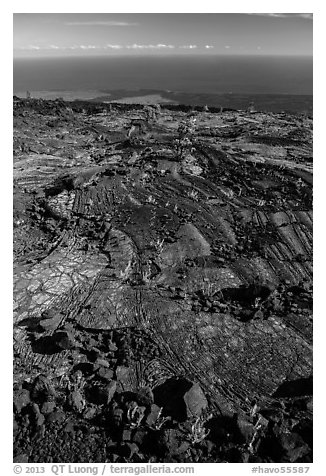 Ferns and Ohelo on lava flow above Pacific. Hawaii Volcanoes National Park, Hawaii, USA.