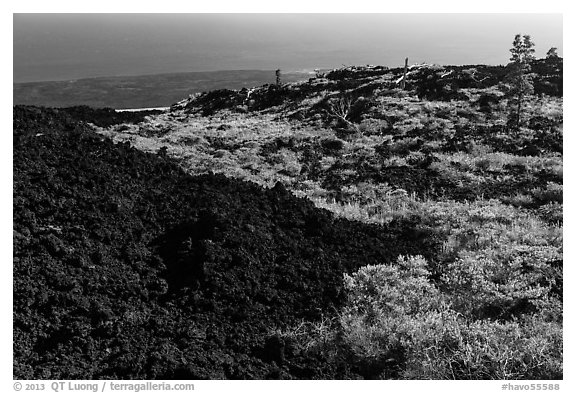 Vegetation on Aa lava field edge. Hawaii Volcanoes National Park, Hawaii, USA.