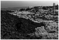 Vegetation on Aa lava field edge. Hawaii Volcanoes National Park, Hawaii, USA. (black and white)