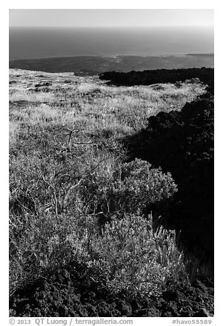 Grass patch bordering barren aa lava flow. Hawaii Volcanoes National Park, Hawaii, USA.