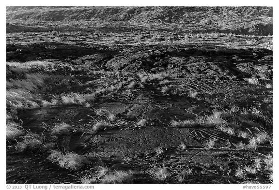 Petroglyphs created on the lava substrate. Hawaii Volcanoes National Park (black and white)