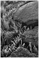 Ferns growing in cracks of lava rock. Hawaii Volcanoes National Park, Hawaii, USA. (black and white)