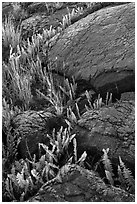 Ferns growing in cracks of lava rock. Hawaii Volcanoes National Park, Hawaii, USA. (black and white)