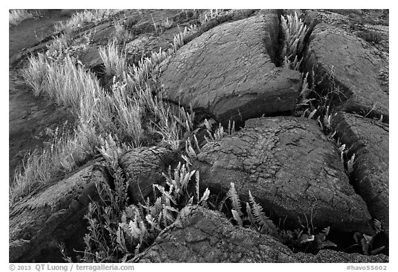 Cracked lava rocks and ferns at sunset. Hawaii Volcanoes National Park, Hawaii, USA.