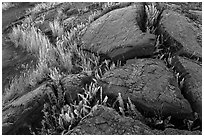 Cracked lava rocks and ferns at sunset. Hawaii Volcanoes National Park, Hawaii, USA. (black and white)