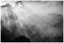 Trees and sunrays in volcanic steam. Hawaii Volcanoes National Park, Hawaii, USA. (black and white)
