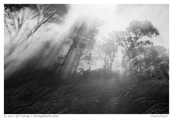 Grasses, trees, and sunrays. Hawaii Volcanoes National Park, Hawaii, USA.