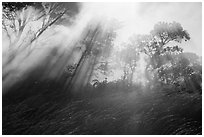Grasses, trees, and sunrays. Hawaii Volcanoes National Park, Hawaii, USA. (black and white)