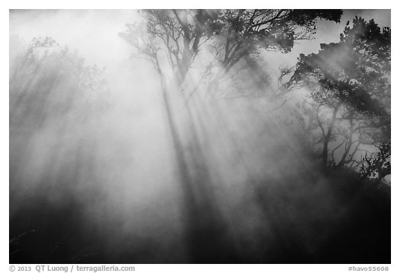 Backlit trees and sun rays in thermal steam. Hawaii Volcanoes National Park, Hawaii, USA.