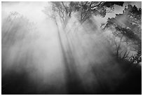 Backlit trees and sun rays in thermal steam. Hawaii Volcanoes National Park, Hawaii, USA. (black and white)
