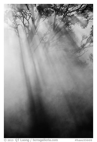 Sunrays and trees in steam. Hawaii Volcanoes National Park, Hawaii, USA.