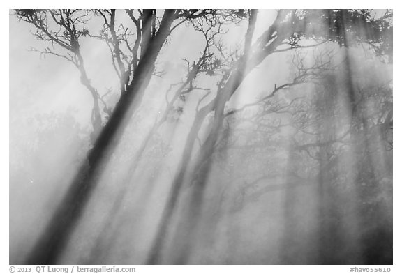 Trees and sunrays, Steaming Bluff. Hawaii Volcanoes National Park, Hawaii, USA.