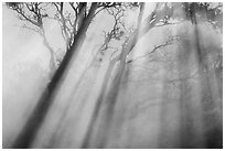 Trees and sunrays, Steaming Bluff. Hawaii Volcanoes National Park, Hawaii, USA. (black and white)