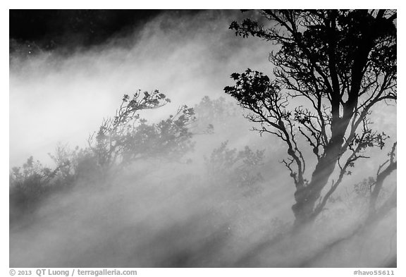 Trees and volcanic steam, Steaming Bluff. Hawaii Volcanoes National Park, Hawaii, USA.