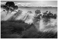 Grasses and trees, Steaming Bluff. Hawaii Volcanoes National Park, Hawaii, USA. (black and white)