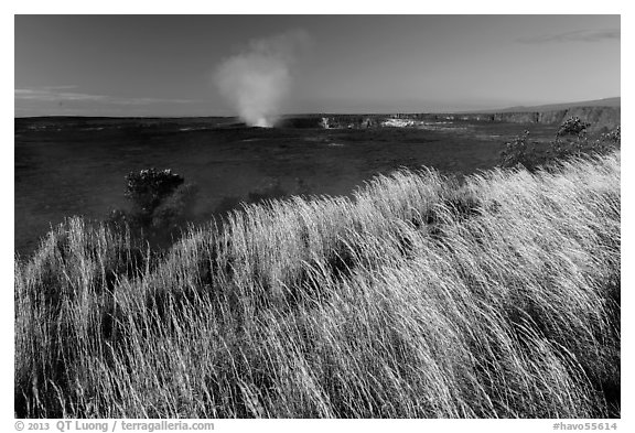 Grasses on rim of Halemaumau Crater. Hawaii Volcanoes National Park (black and white)