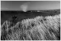 Grasses on rim of Halemaumau Crater. Hawaii Volcanoes National Park, Hawaii, USA. (black and white)