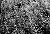 Grasses blowing in wind. Hawaii Volcanoes National Park, Hawaii, USA. (black and white)