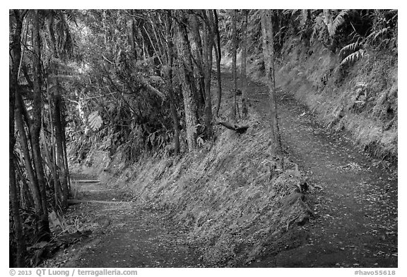 Kīlauea Iki Trail in rainforest. Hawaii Volcanoes National Park (black and white)