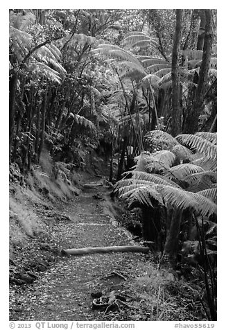 Giant ferns bordering Kīlauea Iki Trail. Hawaii Volcanoes National Park, Hawaii, USA.