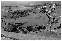 Ohelo trees and fractures on Kilauea Iki crater floor. Hawaii Volcanoes National Park, Hawaii, USA. (black and white)