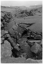 Fractured Kilauea Iki crater floor. Hawaii Volcanoes National Park, Hawaii, USA. (black and white)