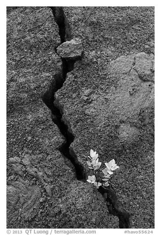 Shrub and crack, Kilauea Iki crater. Hawaii Volcanoes National Park, Hawaii, USA.