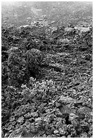 Ohelo shrub and chaotic lava, Kilauea Iki crater. Hawaii Volcanoes National Park, Hawaii, USA. (black and white)