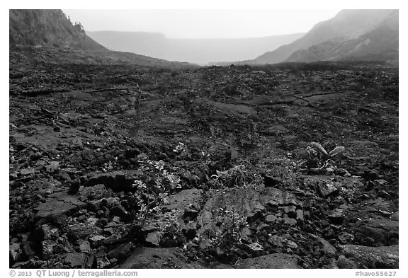 New growth on Kilauea Iki crater floor. Hawaii Volcanoes National Park (black and white)