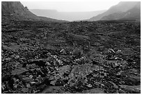 New growth on Kilauea Iki crater floor. Hawaii Volcanoes National Park, Hawaii, USA. (black and white)