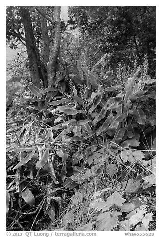 Kahil Ginger plants on rim of Kilauea Iki crater. Hawaii Volcanoes National Park (black and white)
